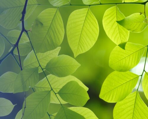 Environmental Compliance Through Sustainable Solutions