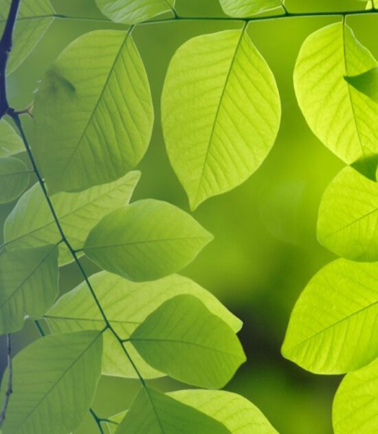 Environmental Compliance Through Sustainable Solutions